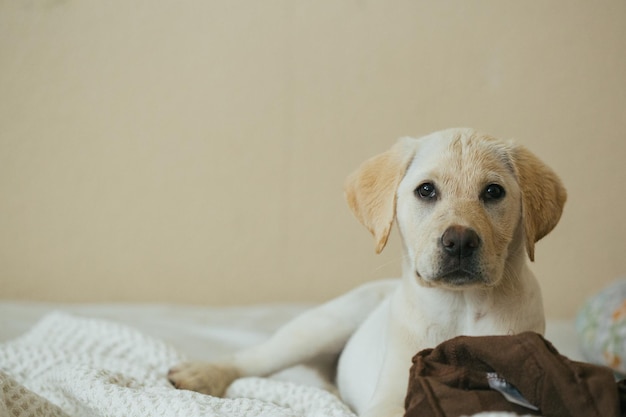 Photo portrait of a dog