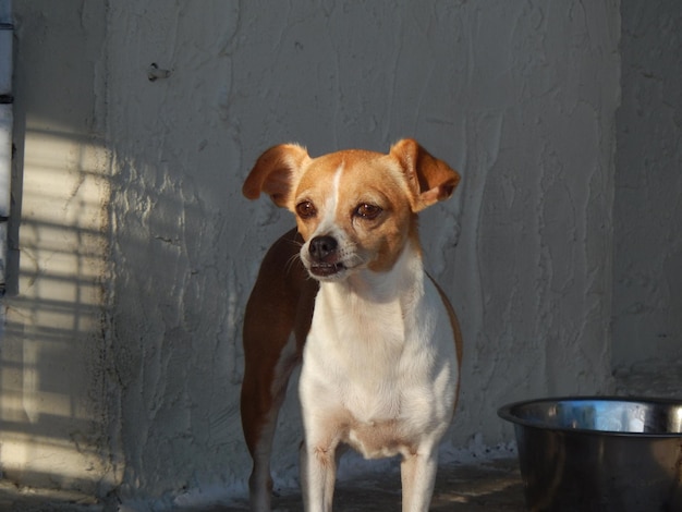 Portrait of dog