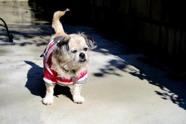 Photo portrait of dog