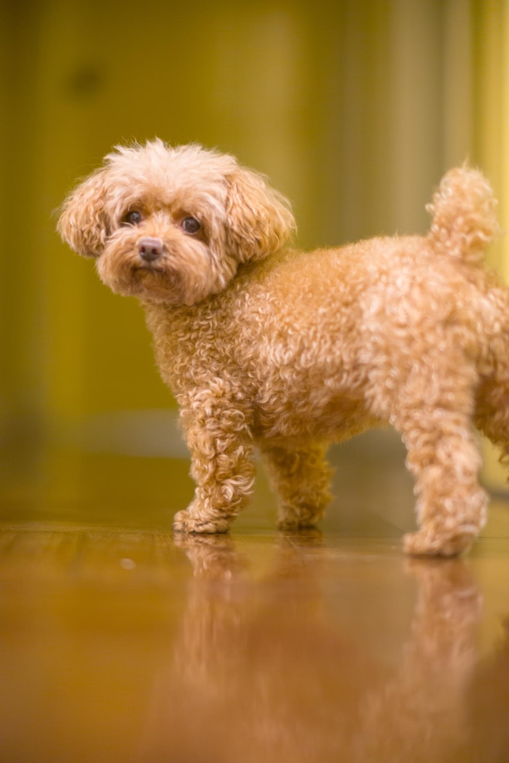 Photo 犬の肖像画