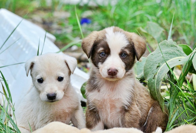 Photo portrait of a dog