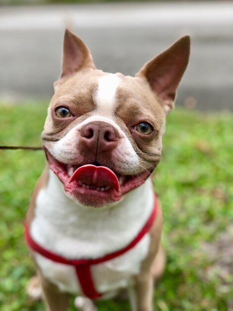 Foto ritratto di un cane