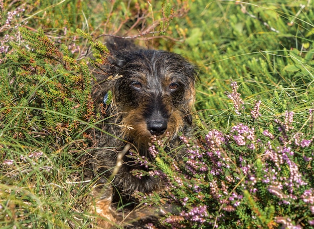 Photo portrait of a dog