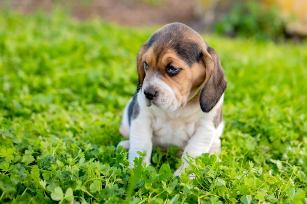 Portrait of a dog