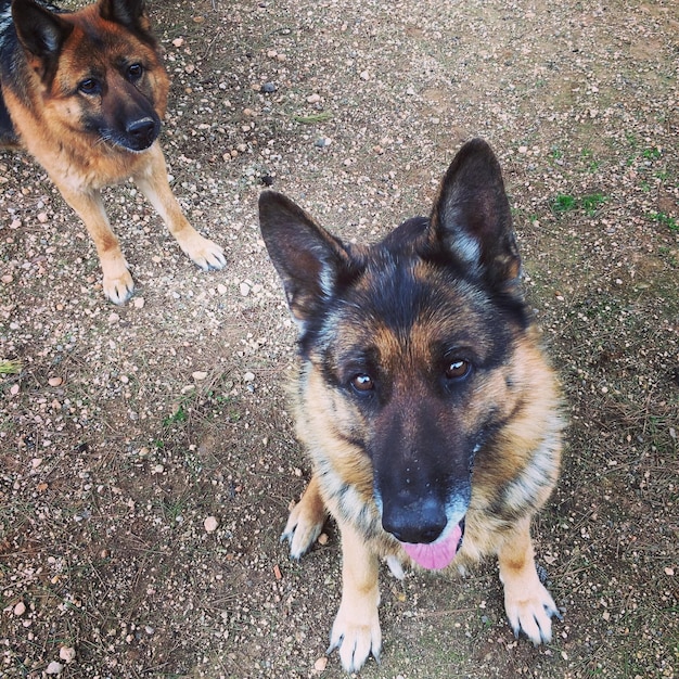 Photo portrait of dog