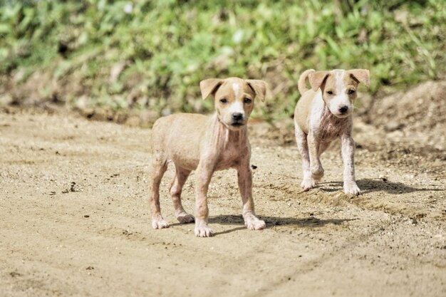 Foto ritratto di cane