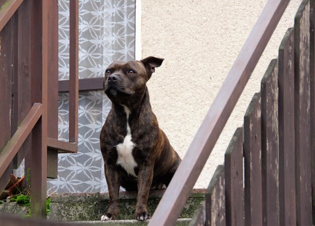 Portrait of dog