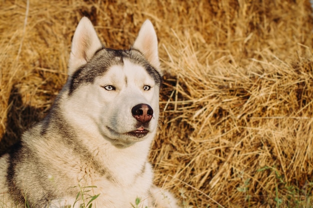 Ritratto di un cane