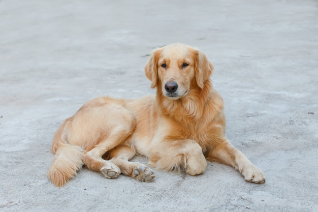 portrait dog