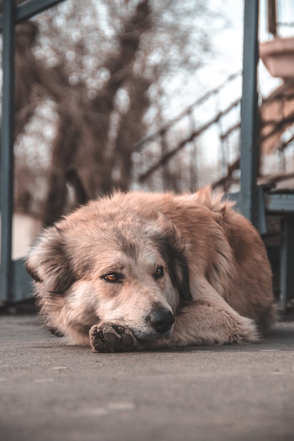 犬の肖像画