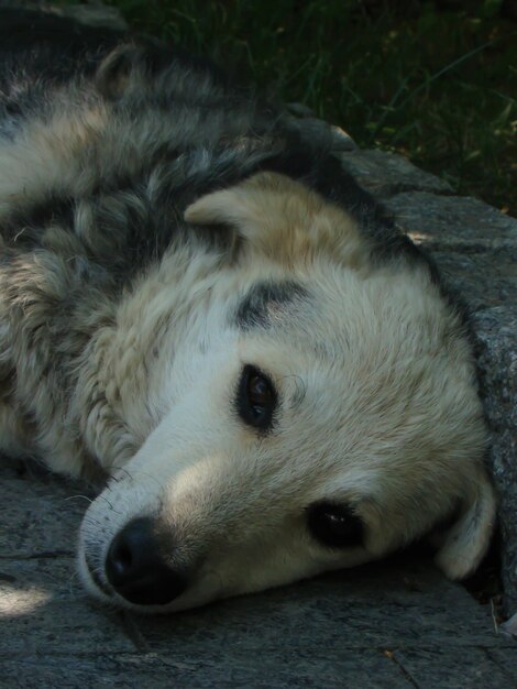 Foto il ritratto di un cane