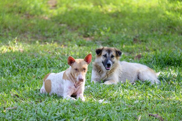 Photo portrait of dogs on grassy field