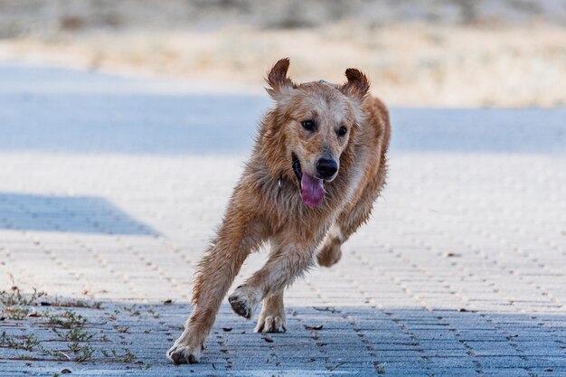 Foto ritratto di cani che corrono per strada