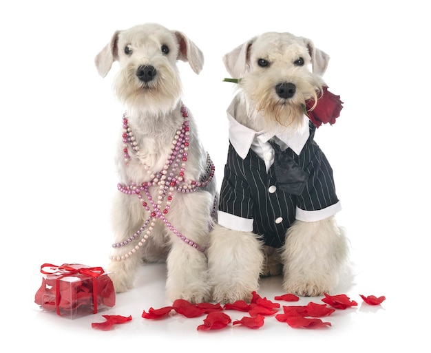 Photo portrait of dogs with decoration against white background