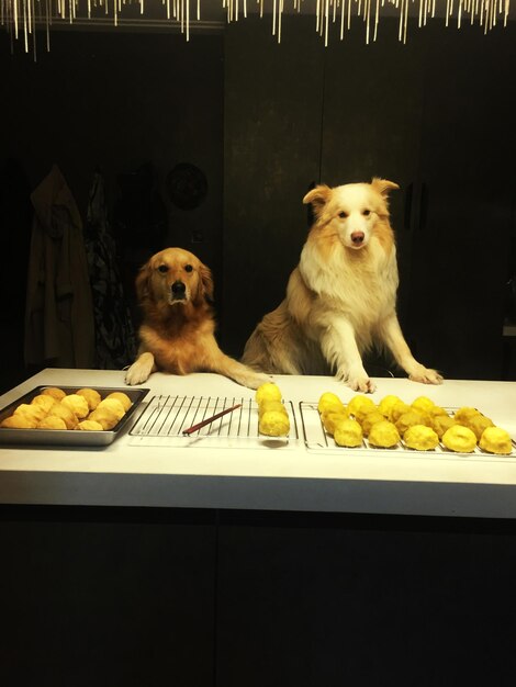 Foto ritratto di cani con cibo fritto sul tavolo al buio