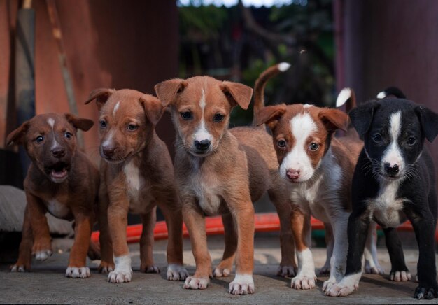 Photo portrait of dogs