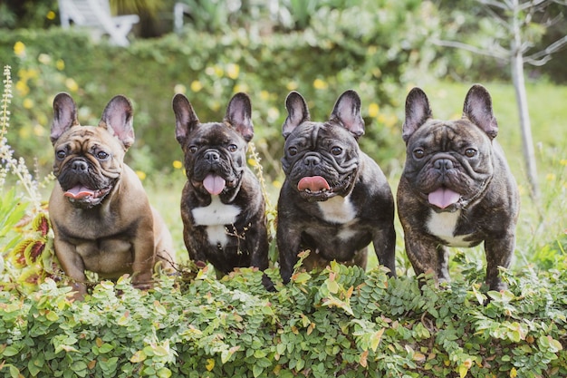 Foto ritratto di un cane