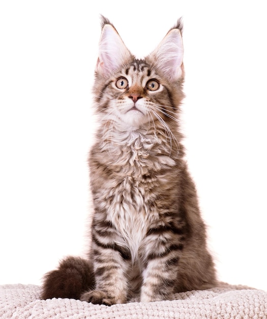 Portrait of domestic black tabby Maine Coon kitten 35 months old Cat isolated on white background