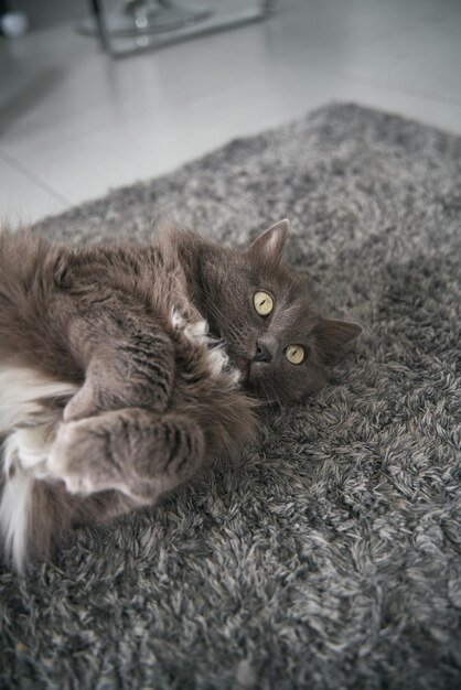 Portrait of a domestic cat concept of having a pet inside the\
modern apartment lifestyle portrait of a gray male cat with green\
eyes looking serious with soft focus interior of the contemporary\
flat