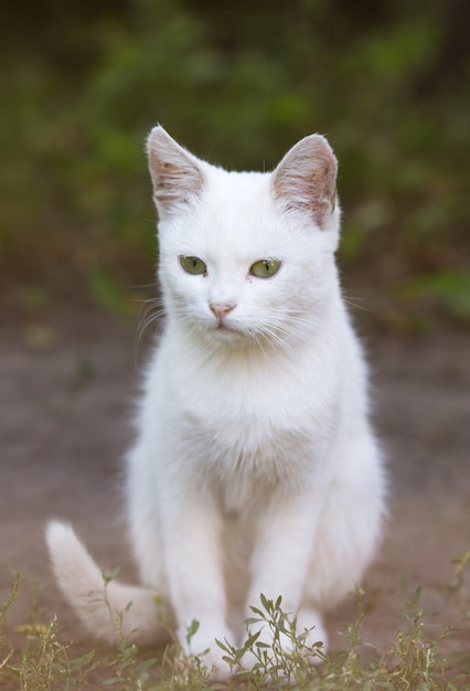 Photo portrait of a domestic cat of white color with big eyes. white cat with a pink nose. white russian breed of cats.