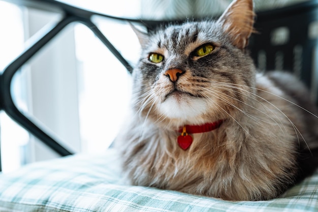 Portrait of domestic cat with red heart pendant