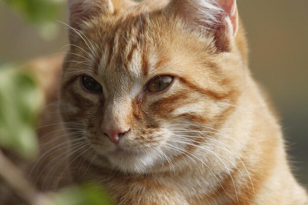 Photo portrait of domestic cat