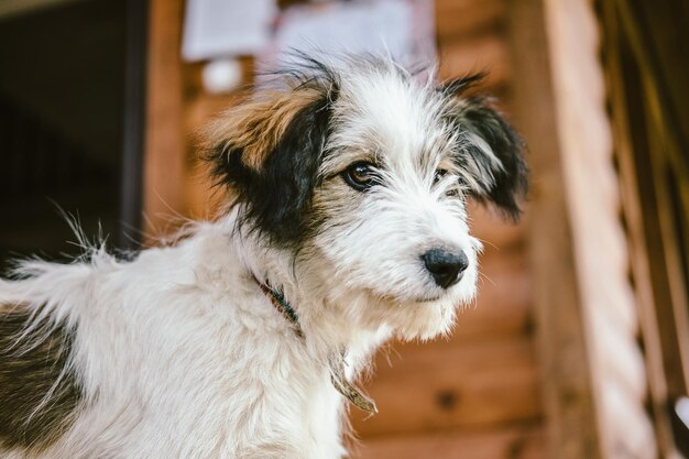 Photo portrait of a domestic dog in the country