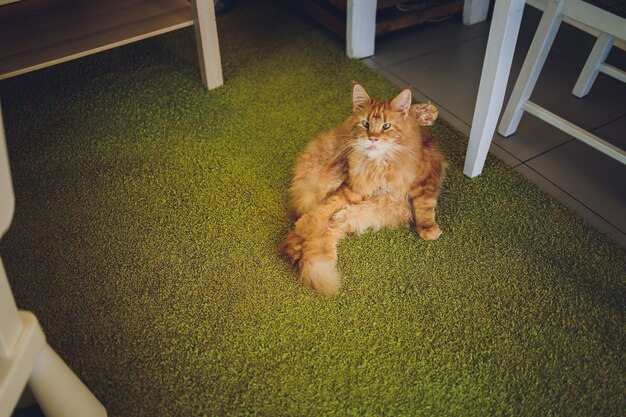 Portrait of domestic red Maine Coon kitten Cute young cat sitting in front and looking at camera. Curious young orange striped kitty.