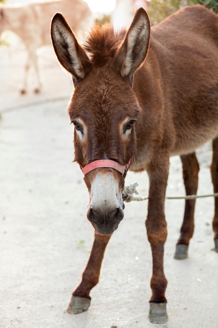Photo portrait of a donkey on the farm.