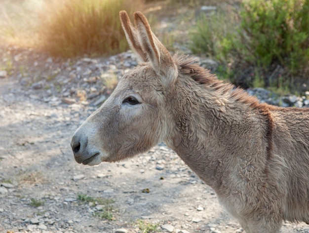 Photo portrait of a donkey on the farm.