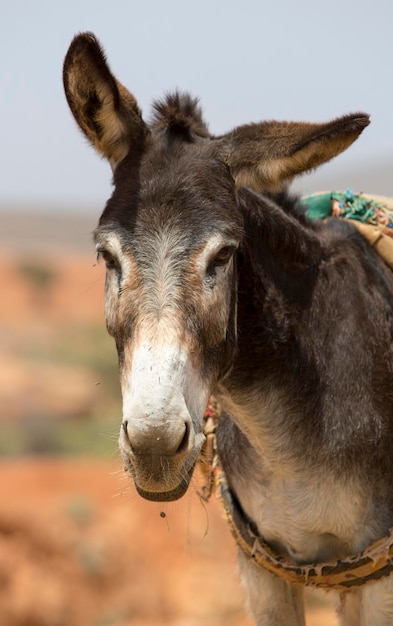 Portrait of Donkey in Morocco