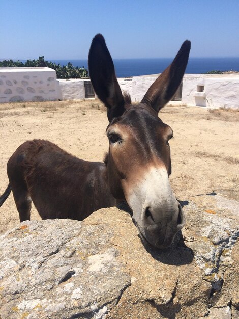 Foto ritratto di un asino in piedi all'aperto durante una giornata di sole