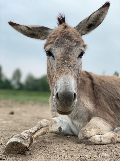 Photo portrait of a donkey