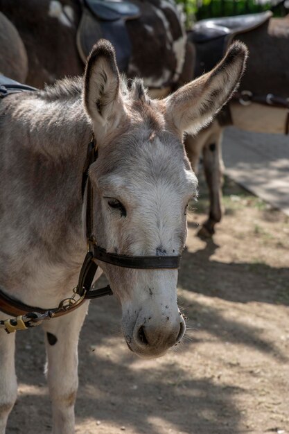 Portrait of a donkey