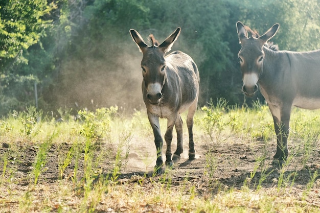 Portrait of donkeys standing against plants