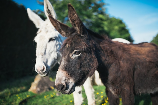 Photo portrait of donkeys