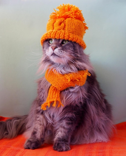 Portrait of a dressed up funny cat in a yellow knitted hat