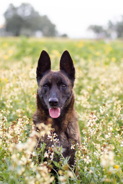 Foto ritratto di un cane da pastore olandese in un campo di fiori