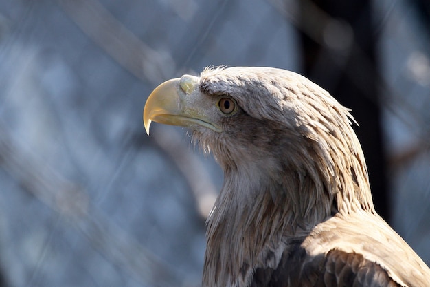 Photo portrait of an eagle closeup