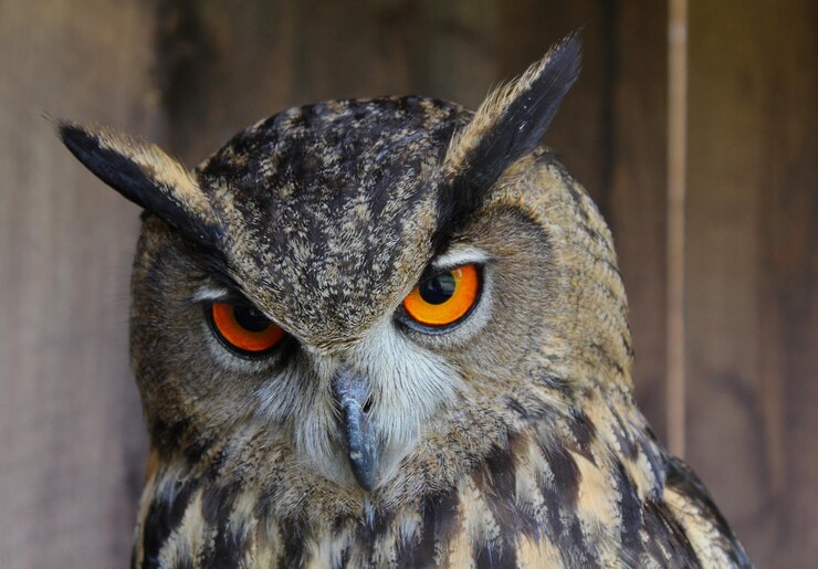 Photo portrait of an eagle owl bubo bubo