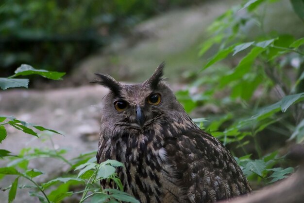 Portrait of an eagle owl