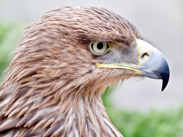 Portrait of an eagle with hooked beak