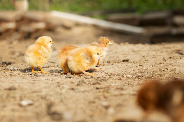 Портрет пасхальных маленьких пушистых цыплят гуляет во дворе на дворе фермы в солнечный весенний день
