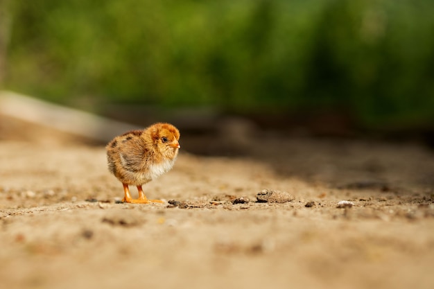 Portrait of Easter little fluffy yellow chicken walking in the yard of the village on a Sunny spring day.