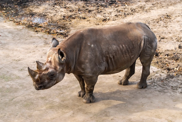 Portrait of a Eastern Black Rhinoceros