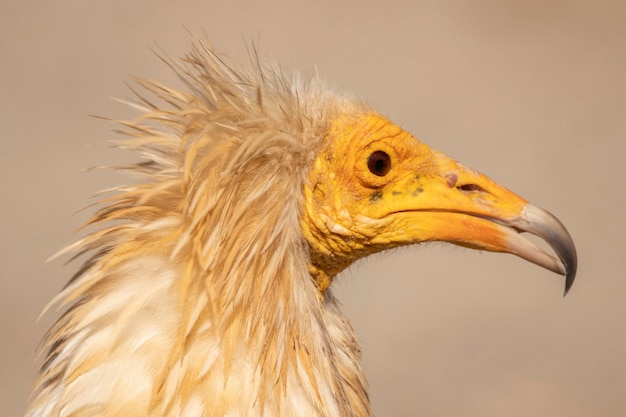 Foto ritratto di uccello avvoltoio egiziano su sfondo bianco