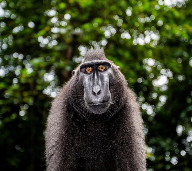 Ritratto di un macaco crestato сelebes primo piano indonesia sulawesi