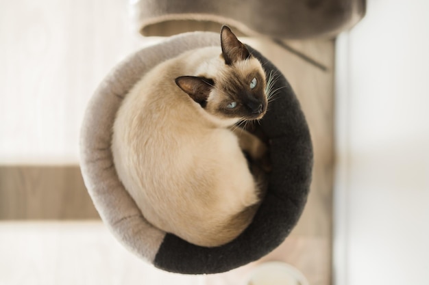 Photo portrait of elegant beige siamese cat lying with blue eyes pet sits comfortably sleek wellgroomed