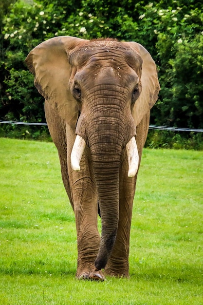 Photo portrait of elephant on field