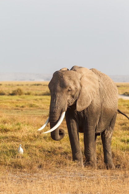 Portrait of an elephant from Amboseli Kenya Africa